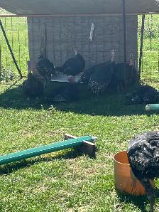 True organic Turkey - Photo 3
