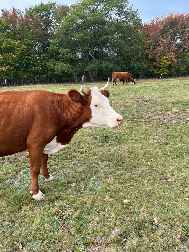 Hereford cow