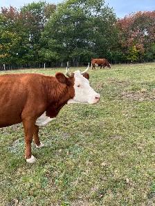 Hereford cow