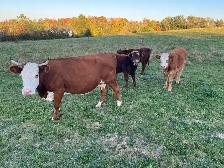 Hereford cow - Photo 2