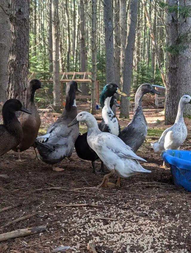 Indian Runner Duck Drakes