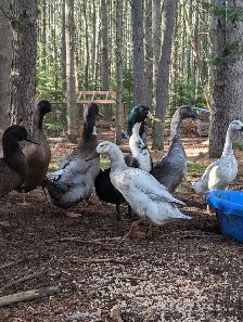 Indian Runner Duck Drakes