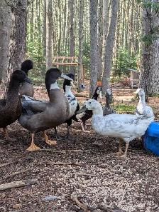 Indian Runner Duck Drakes - Photo 2