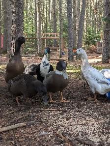 Indian Runner Duck Drakes - Photo 3