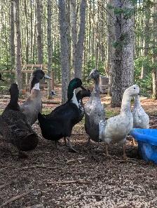 Indian Runner Duck Drakes - Photo 4