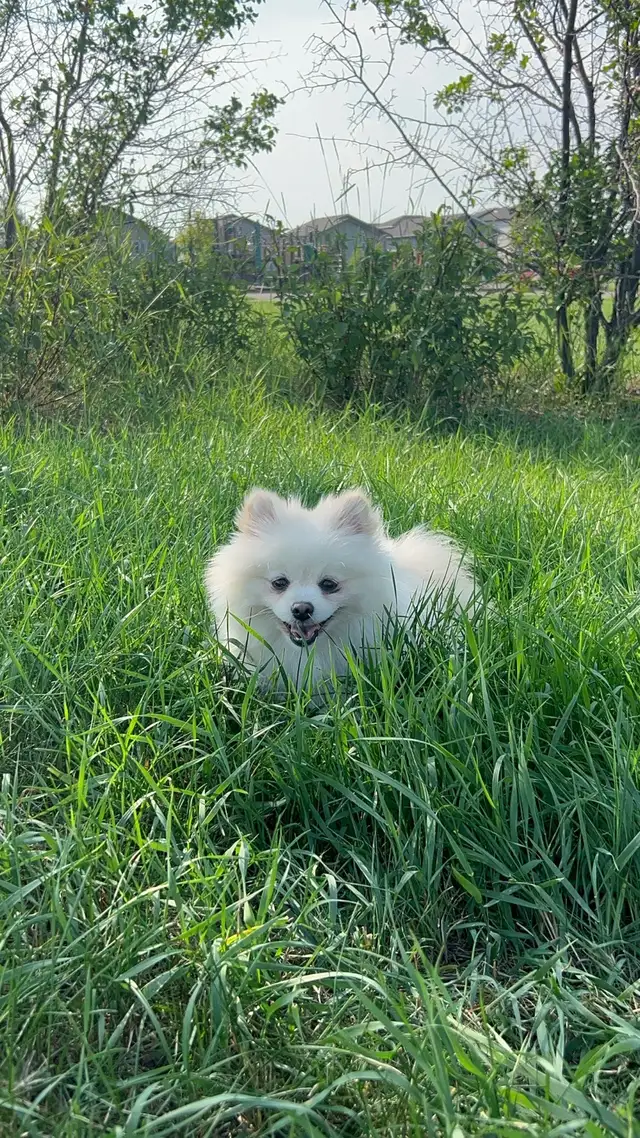 Rehoming White Pomeranian Male