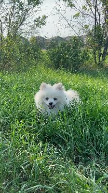 Rehoming White Pomeranian Male