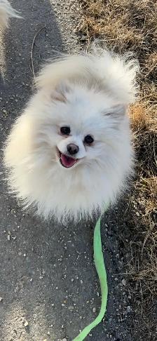 Rehoming White Pomeranian Male - Photo 2