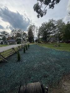 new grass - Photo 2