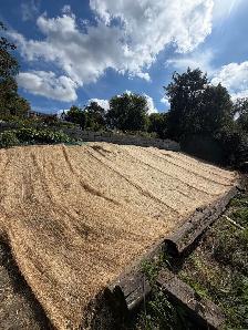 new grass - Photo 3