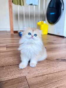 TICA Golden British Kittens/Two Longhair Sisters
