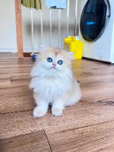 TICA Golden British Kittens/Two Longhair Sisters - Photo 2