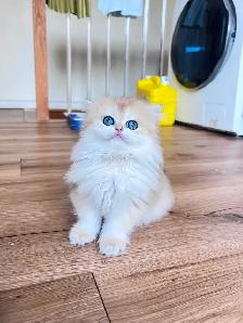 TICA Golden British Kittens/Two Longhair Sisters - Photo 3