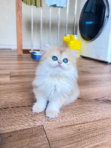 TICA Golden British Kittens/Two Longhair Sisters - Photo 4