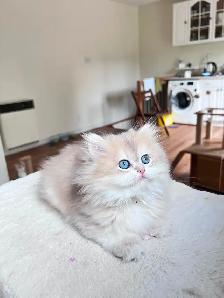 TICA Golden British Kittens/Two Longhair Sisters - Photo 5