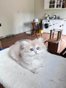 TICA Golden British Kittens/Two Longhair Sisters - Photo 6