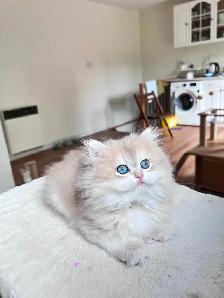 TICA Golden British Kittens/Two Longhair Sisters - Photo 8