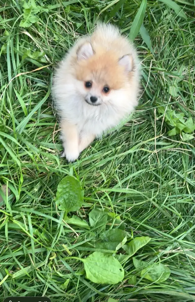 POMERANIAN AVAILABLE