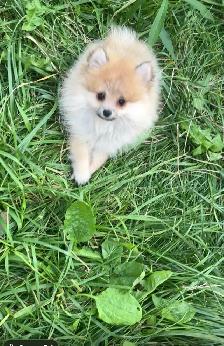 POMERANIAN AVAILABLE