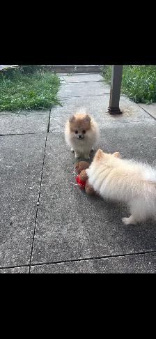 POMERANIAN AVAILABLE - Photo 2