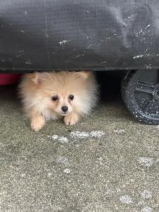 POMERANIAN AVAILABLE - Photo 3