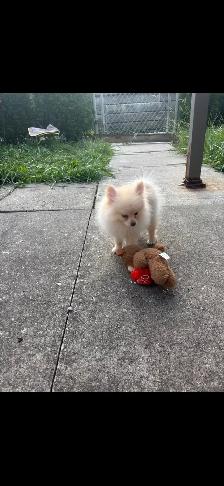 POMERANIAN AVAILABLE - Photo 4
