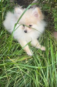 POMERANIAN AVAILABLE - Photo 5