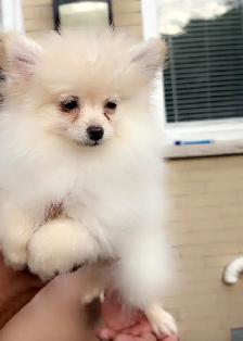 POMERANIAN AVAILABLE - Photo 6