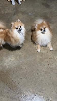 POMERANIAN AVAILABLE - Photo 7