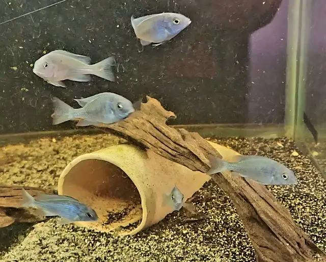 blue dolphin cichlids 2'-2.25'