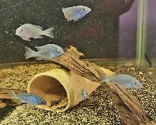 blue dolphin cichlids 2'-2.25'