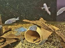 blue dolphin cichlids 2'-2.25' - Photo 2