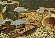 blue dolphin cichlids 2'-2.25' - Photo 3