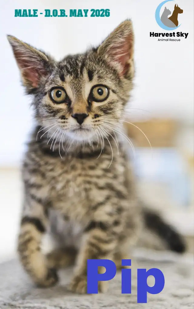 HARVEST SKY ANIMAL RESCUE - 18 KITTENS & 11 CATS AVAILABLE!!
