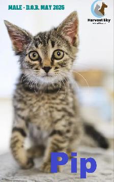 HARVEST SKY ANIMAL RESCUE - 18 KITTENS & 11 CATS AVAILABLE!!