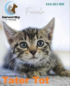 HARVEST SKY ANIMAL RESCUE - 18 KITTENS & 11 CATS AVAILABLE!! - Photo 2