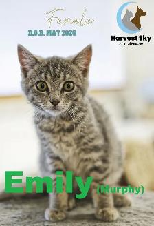 HARVEST SKY ANIMAL RESCUE - 18 KITTENS & 11 CATS AVAILABLE!! - Photo 3