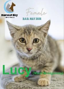 HARVEST SKY ANIMAL RESCUE - 18 KITTENS & 11 CATS AVAILABLE!! - Photo 4