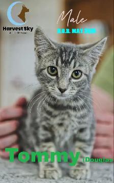 HARVEST SKY ANIMAL RESCUE - 18 KITTENS & 11 CATS AVAILABLE!! - Photo 5