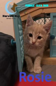 HARVEST SKY ANIMAL RESCUE - 18 KITTENS & 11 CATS AVAILABLE!! - Photo 6