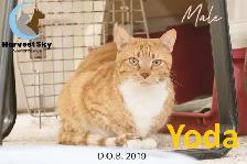 HARVEST SKY ANIMAL RESCUE - 18 KITTENS & 11 CATS AVAILABLE!! - Photo 10