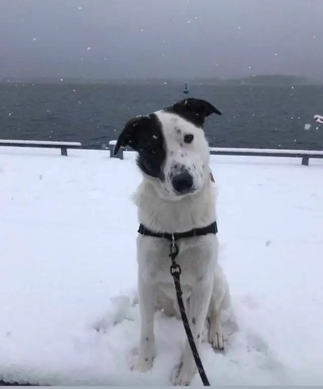 Border collie
