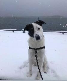 Border collie