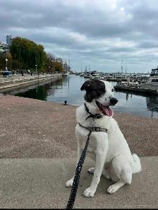 Border collie - Photo 4