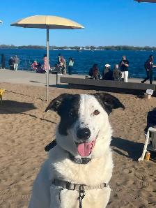 Border collie - Photo 5