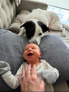 Border collie - Photo 6