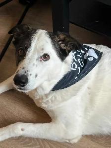 Border collie - Photo 7