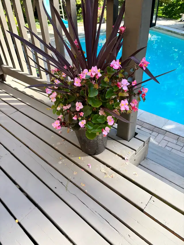 Free plants