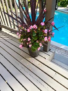Free plants