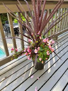 Free plants - Photo 2